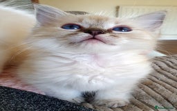 Ragdoll cats for sale: Stunning Adult Ragdoll and Kittens available!  - Image 13