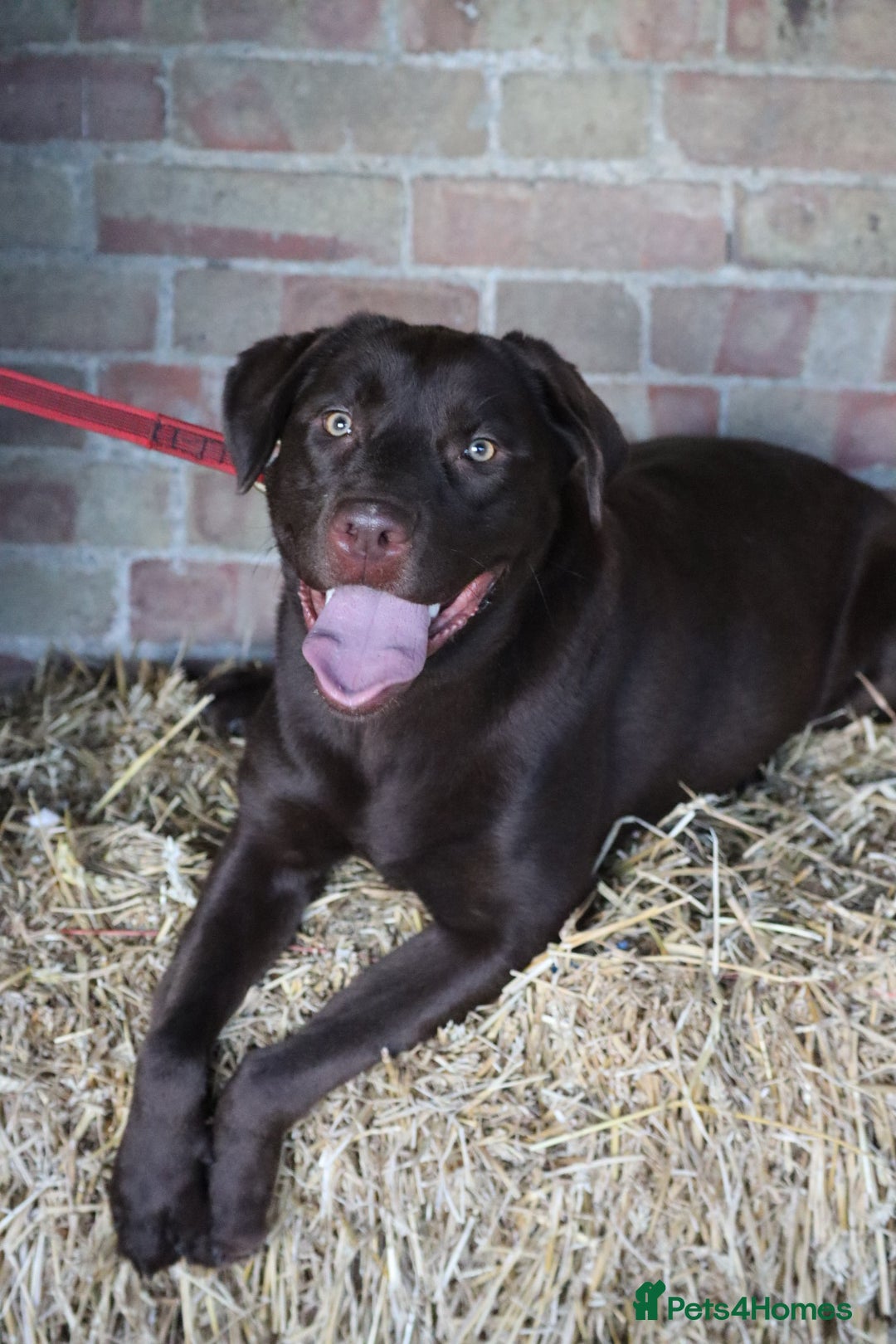 Labrador Retriever dogs for sale: Chocolate lab female  - Advert 11