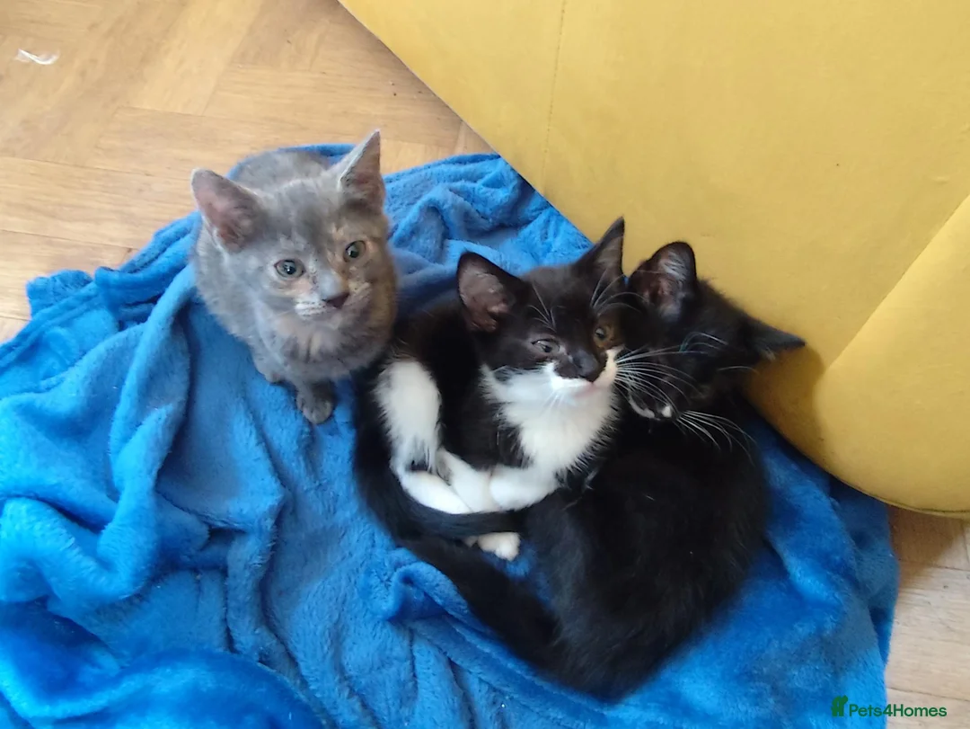 Mixed Breed cats for sale: Three beautiful kittens for sale - Advert 2