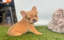French Bulldog dogs for sale: Fluffy French Bulldogs/DNA Tested Parents  - Image 20
