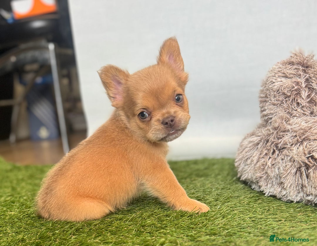 French Bulldog dogs for sale: Fluffy French Bulldogs/DNA Tested Parents  - Image 20