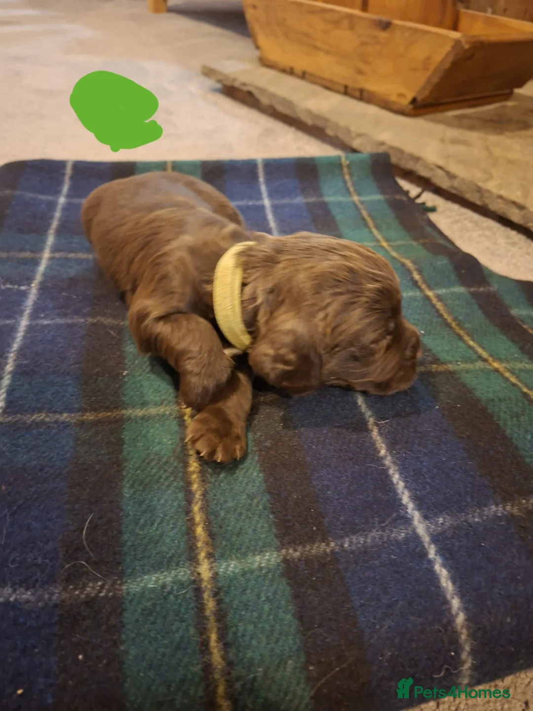 Sprocker dogs for sale: F1 Sprocker Spaniel Puppies 7 Boys & 2 Girls 🐾 - Advert 20