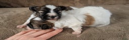 Papillon dogs for sale: Stunning papillon girls  - Advert 2