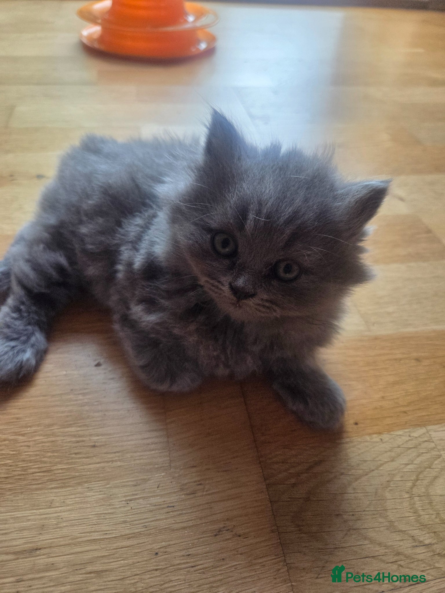British Shorthair cats for sale: Kittens blue longhair boys and girl in Nottingham - Advert 34
