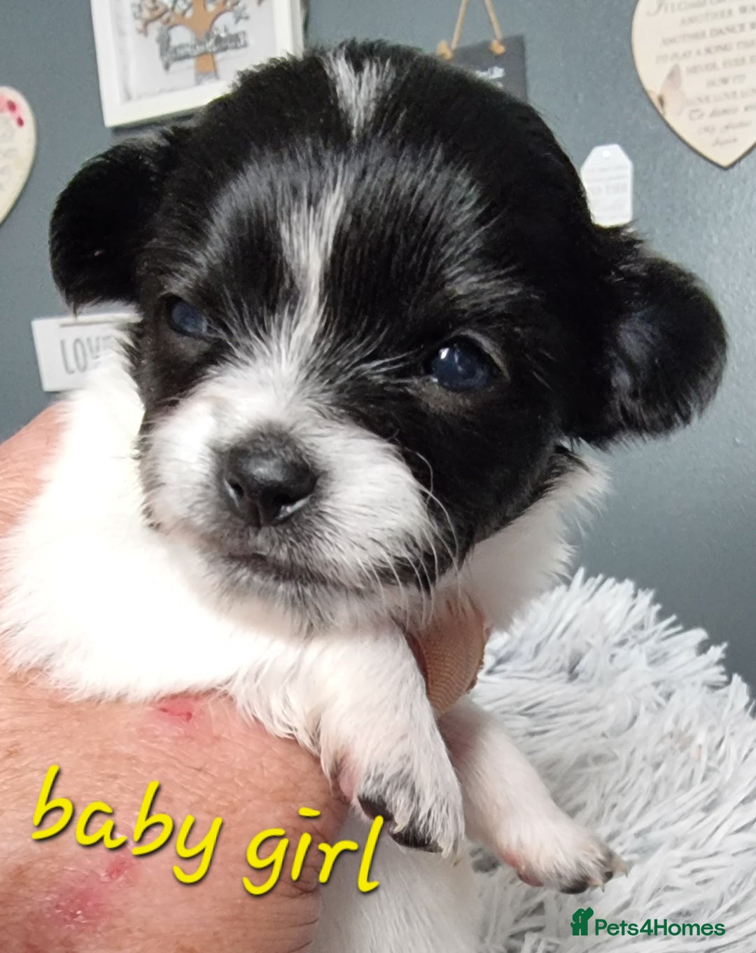 Chihuahua dogs for stud: Stud long haired white Chihuahua  in Coatbridge - Image 26
