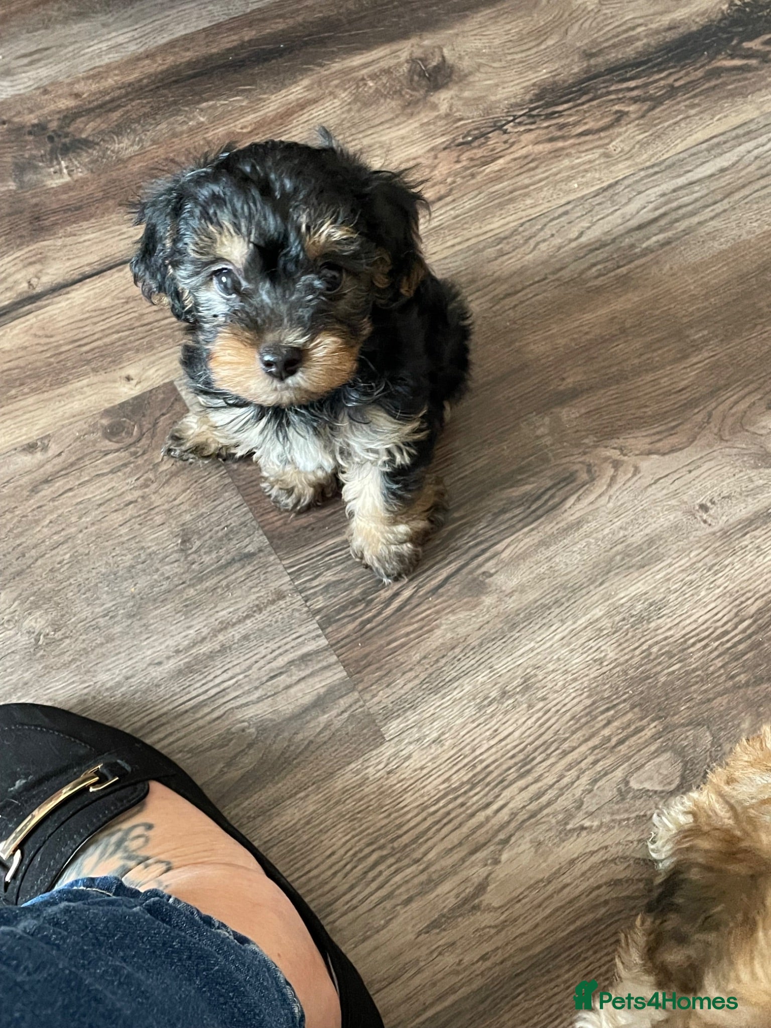 Yorkiepoo dogs Yorkiepoo ( toy poodle x Yorkshire terrier) - Advert 1