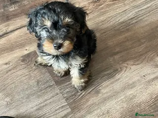 Yorkiepoo dogs Yorkiepoo ( toy poodle x Yorkshire terrier) - Advert 1