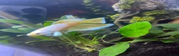 Bettas fish for sale: Elephant ear beta fish for sale with tank in Telford - Advert 7
