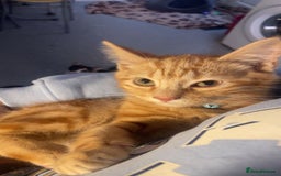 British Shorthair cats for sale: FREE NEED HOME  - Image 1