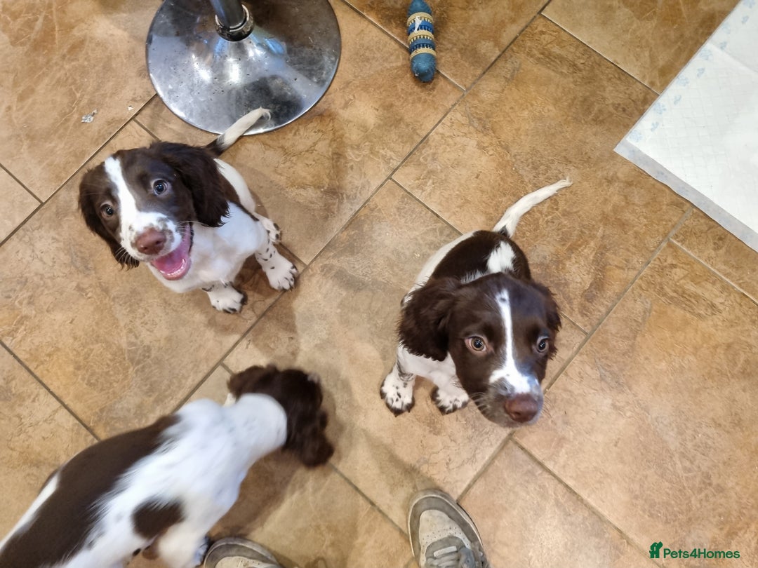 English Springer Spaniel dogs for sale: English springer spaniel puppies  - Image 32