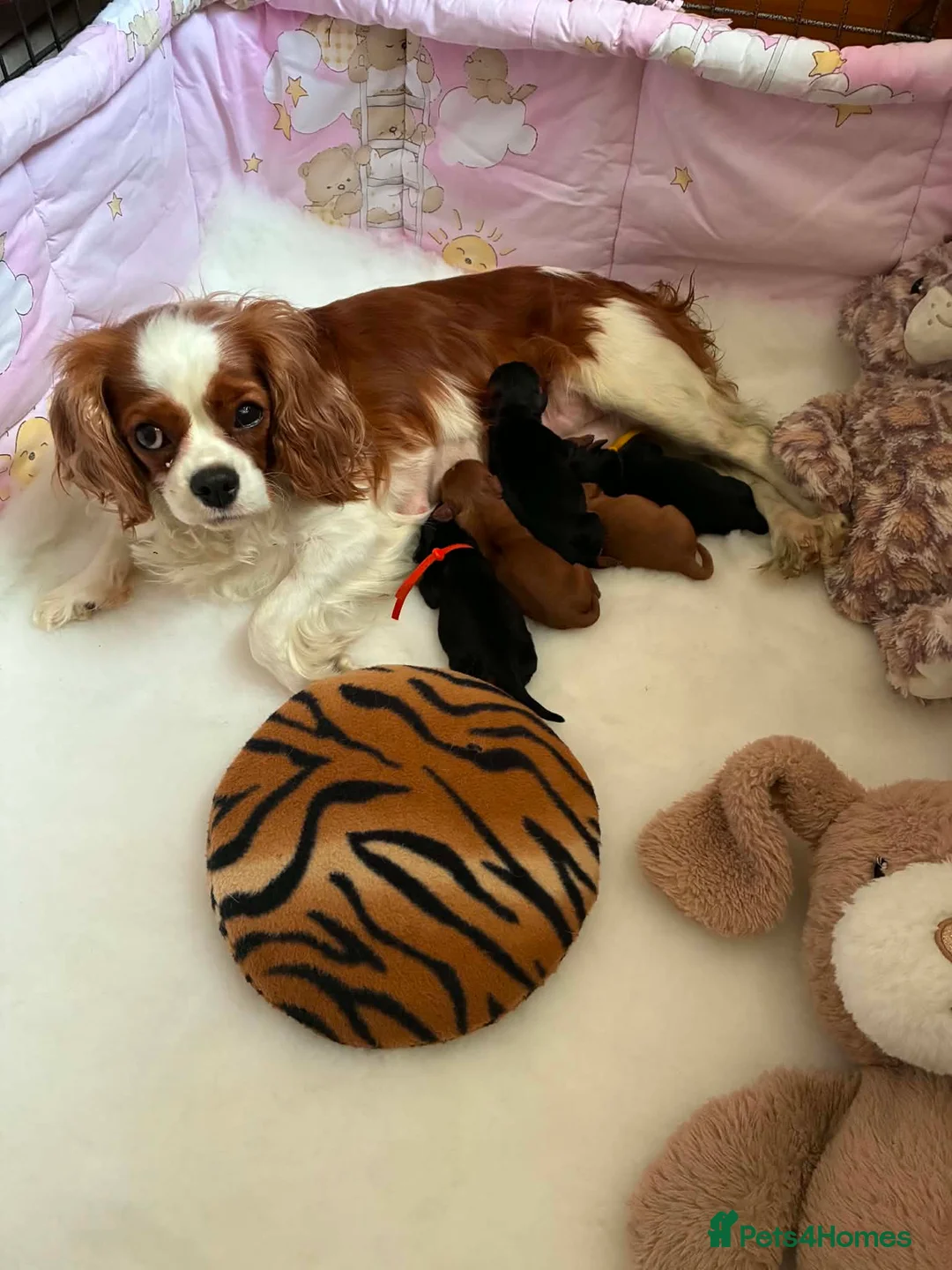 Cavalier King Charles Spaniel dogs for sale: Beautiful Ruby boy puppy available  - Advert 9