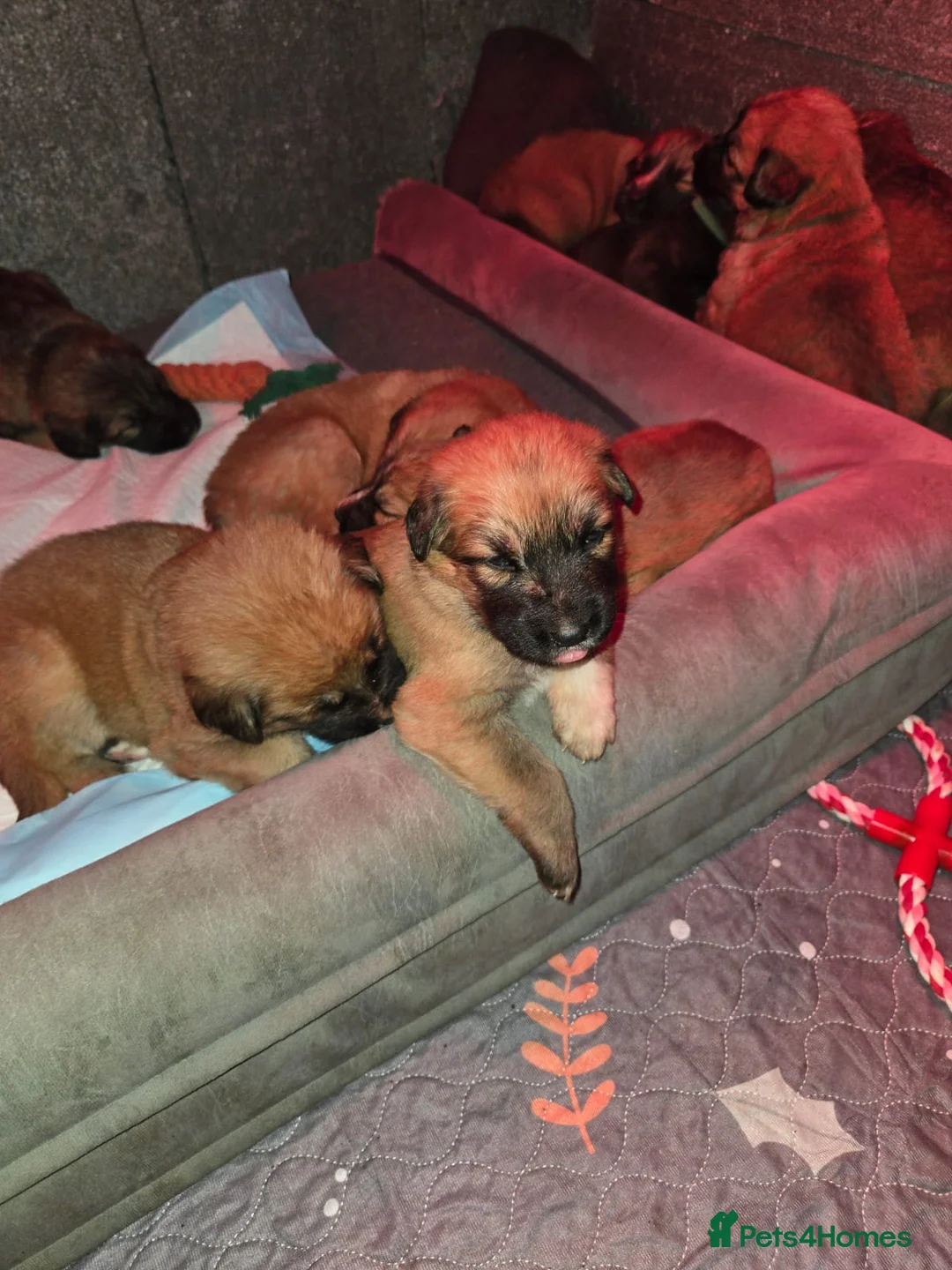 Mixed Breed dogs for sale: Highland Shepherd Puppies!!! - Advert 7