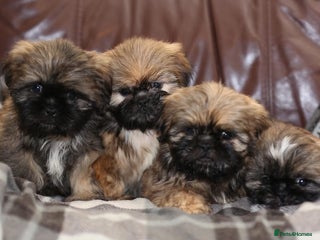 Shih Tzu dogs Outstanding Shih Tzu boys - Advert 1
