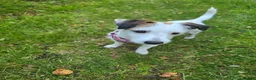 Mixed Breed dogs for sale: Jack russell/parson russell for sale in Cumnock - Advert 10