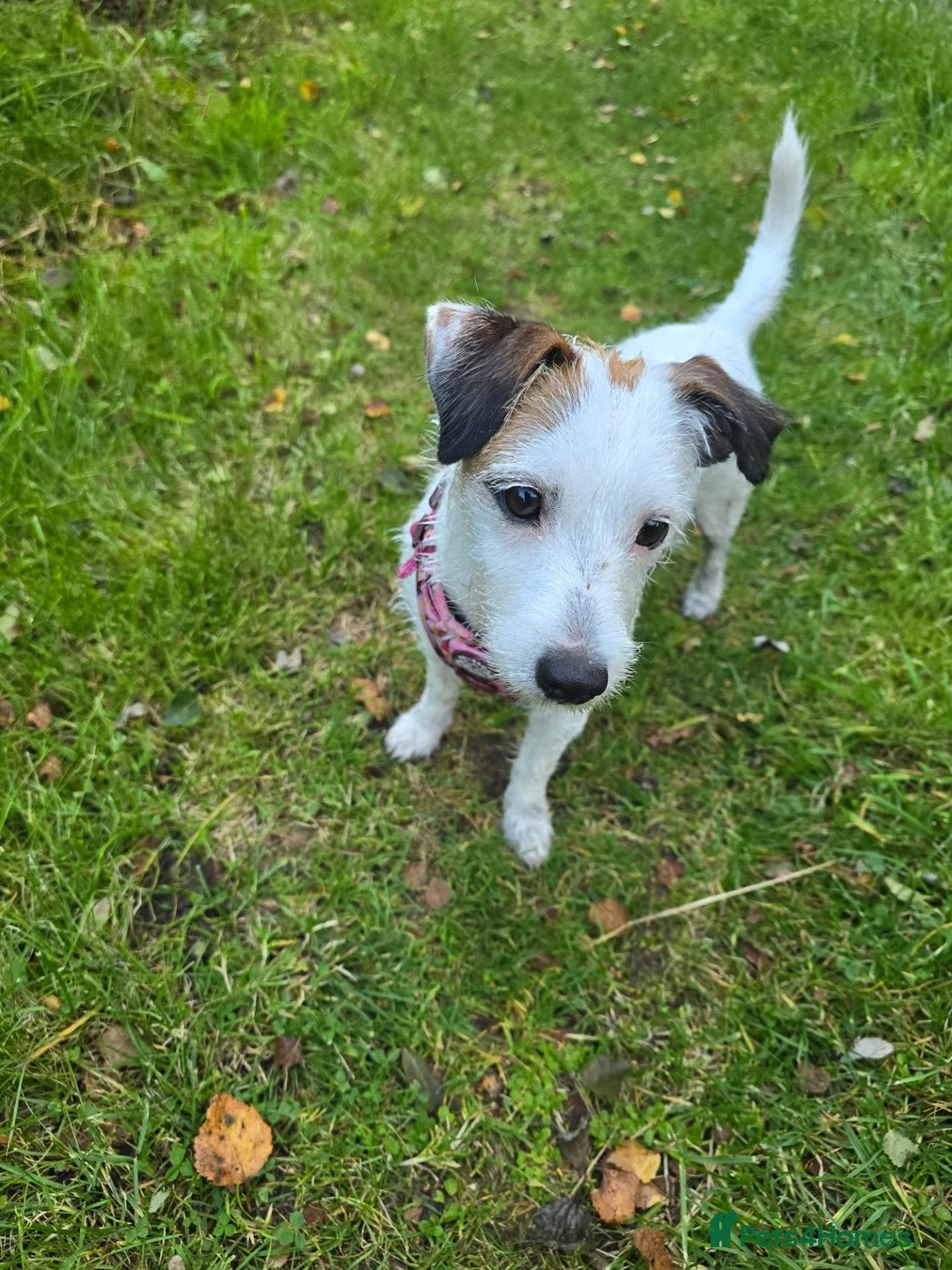 Mixed Breed dogs for sale: Jack russell/parson russell for sale in Cumnock - Advert 10