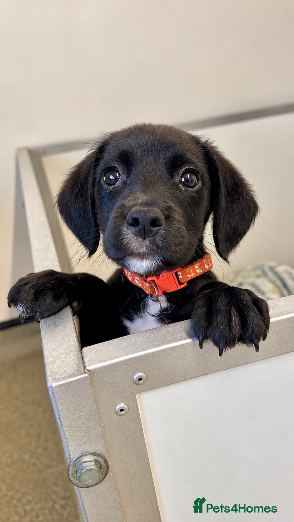 Springador dogs Beautiful Springador Puppies 🐾 - Advert 1