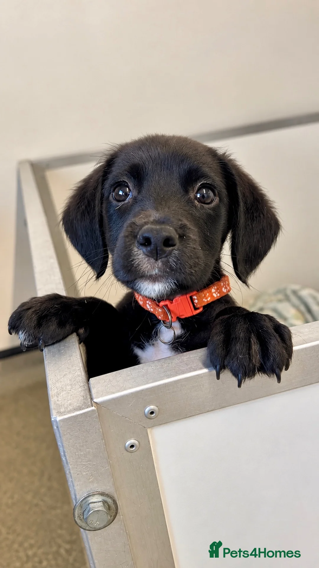 Springador dogs for sale: Beautiful Springador Puppies 🐾 - Advert 1