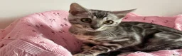 Bengal cats for sale: Exceptional Pure Pedigree Silver Grey TICA Bengal - Advert 11