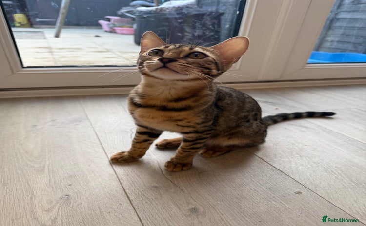 Bengal cats - Advert 13