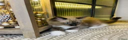 Ragdoll cats for sale: Quality Ragdoll Kittens 🩷 Ready Now  - Advert 23
