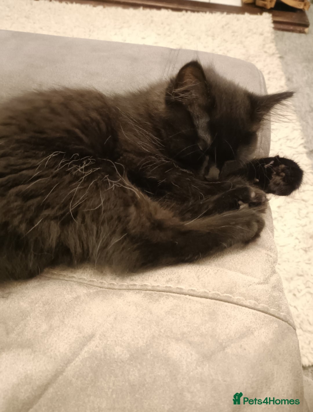 Mixed Breed cats for sale: 1 year old female cat looking for loving home  - Advert 3