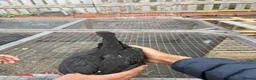 Mixed Breed poultry for sale: BrazillianXGerman O shamo - Advert 5