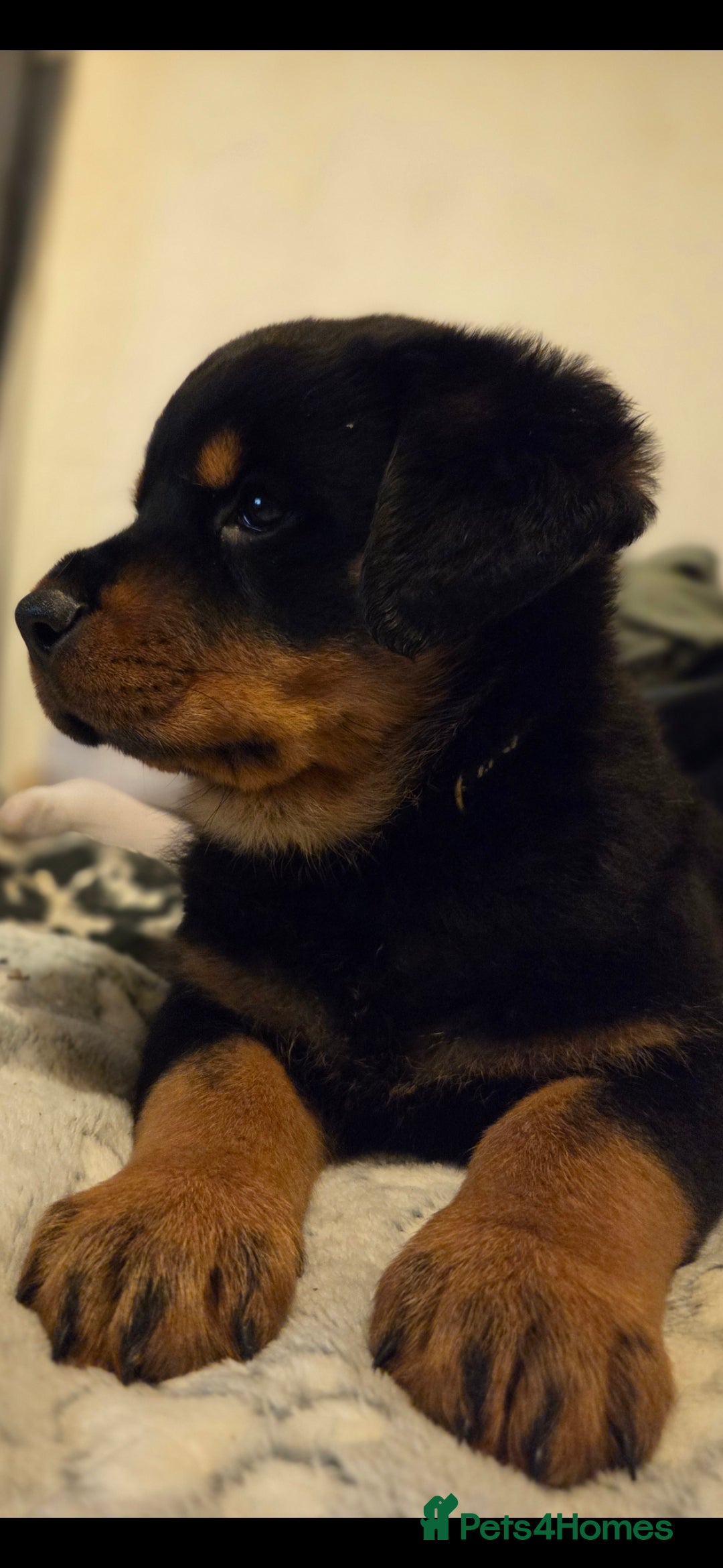 Rottweiler dogs for sale: Rottweiler puppies  - Advert 4