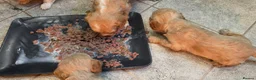 Cavapoo dogs for sale: Cute Cavapoo boys in Wigton - Advert 15