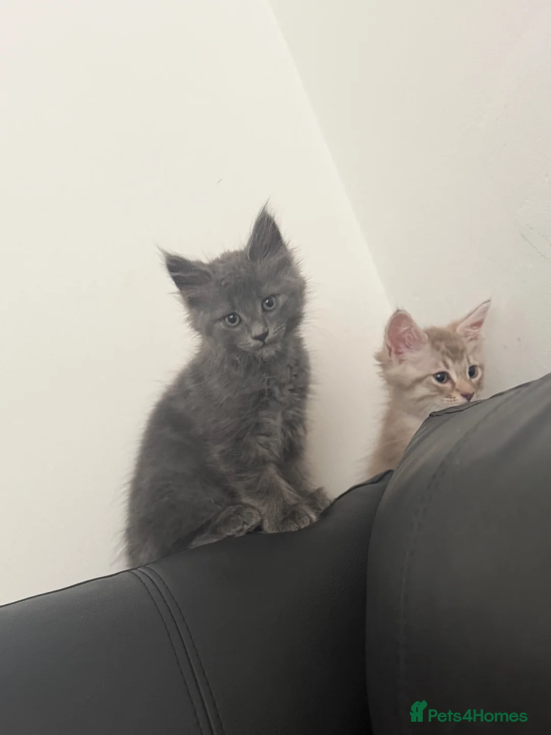 Maine Coon cats for sale: 11 week old maincoon  - Advert 2