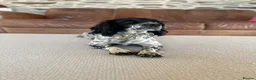 English Springer Spaniel dogs for sale: KC registered family friendly Springer Spaniels - Advert 2