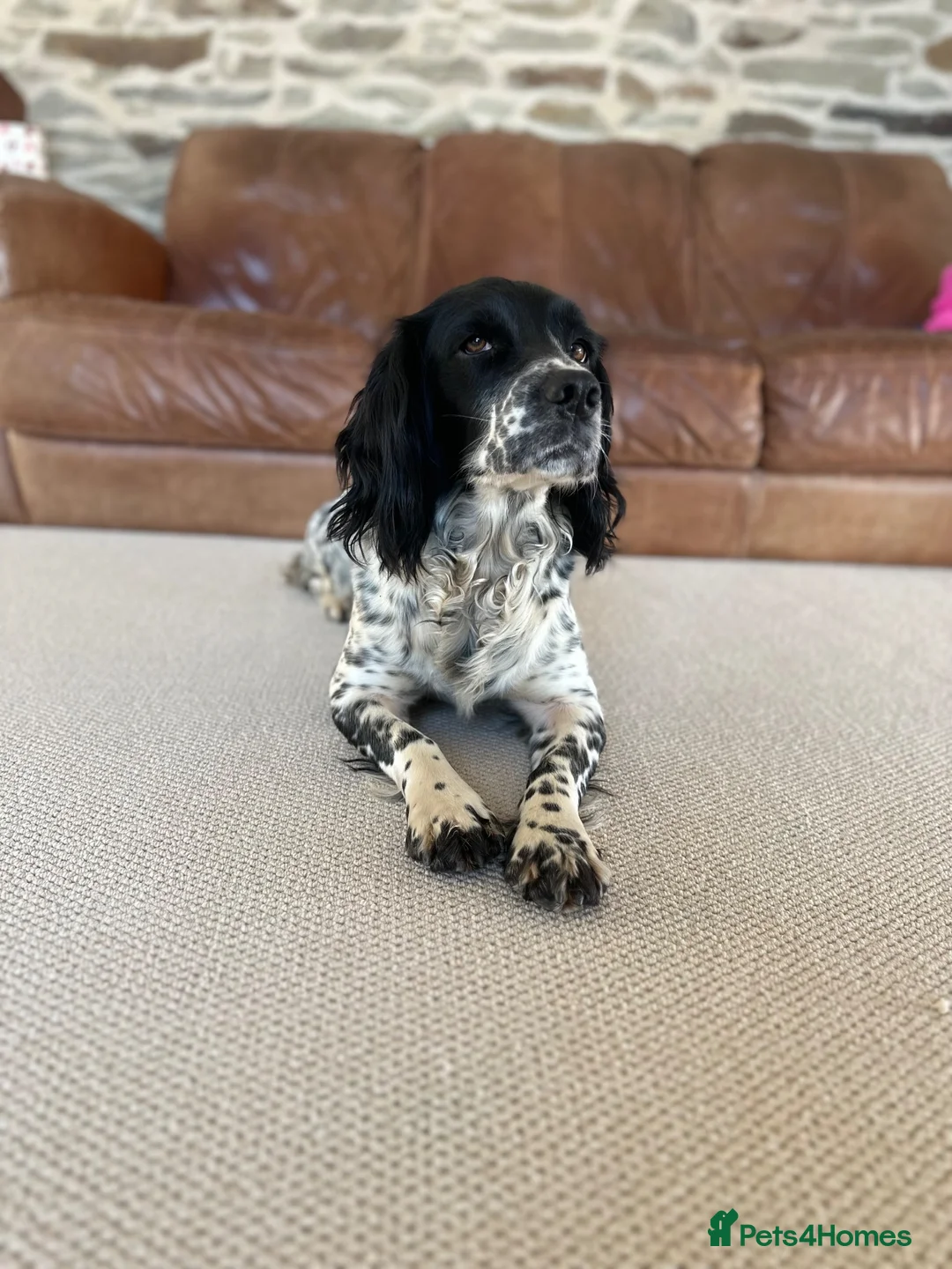 English Springer Spaniel dogs for sale: KC registered family friendly Springer Spaniels - Advert 2