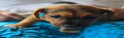Jack Russell dogs for sale: Beautiful Jack Russell puppies in Banff - Advert 13