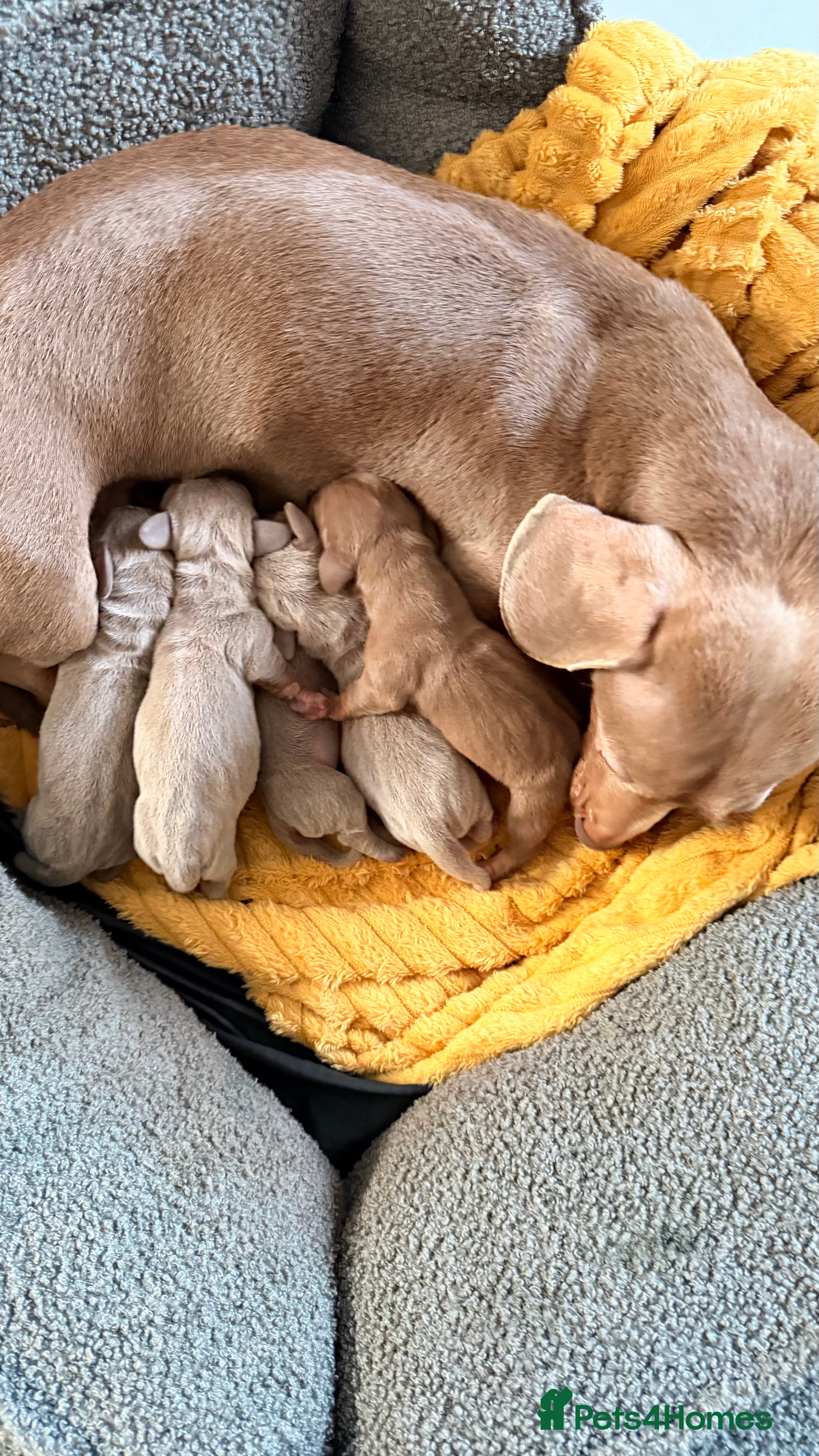 Miniature Dachshund dogs KC registered miniature dachshund  - Advert 5