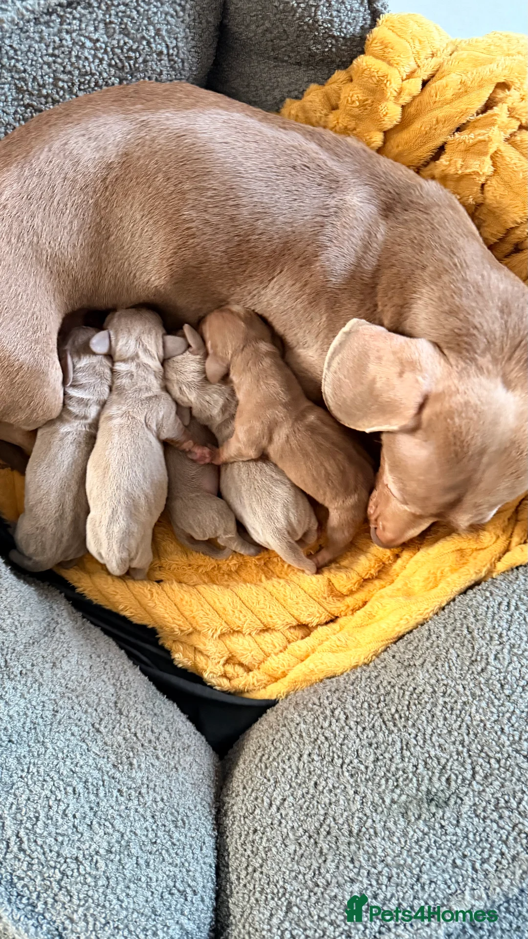 Miniature Dachshund dogs for sale: KC registered miniature dachshund  - Advert 1