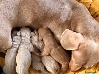 Miniature Dachshund dogs KC registered miniature dachshund - Advert 5