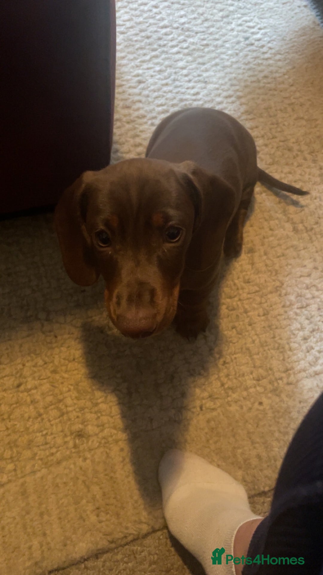 Miniature Dachshund dogs for sale: Miniature dachshund  - Image 2