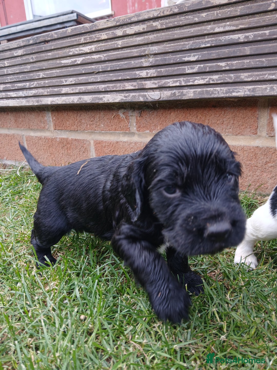 Sprocker dogs for sale: READY NOW !! 3 sprocker spaniels left  👀🏡✨️ in Wakefield - Image 18