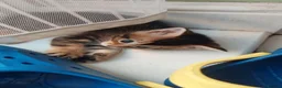 Abyssinian cats for sale: Beautiful mixed breed kittens  - Advert 1