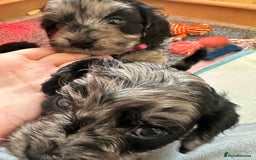 Cavapoo dogs for sale: Gorgeous Rare-Colouring Cavapoo Puppies - Advert 28