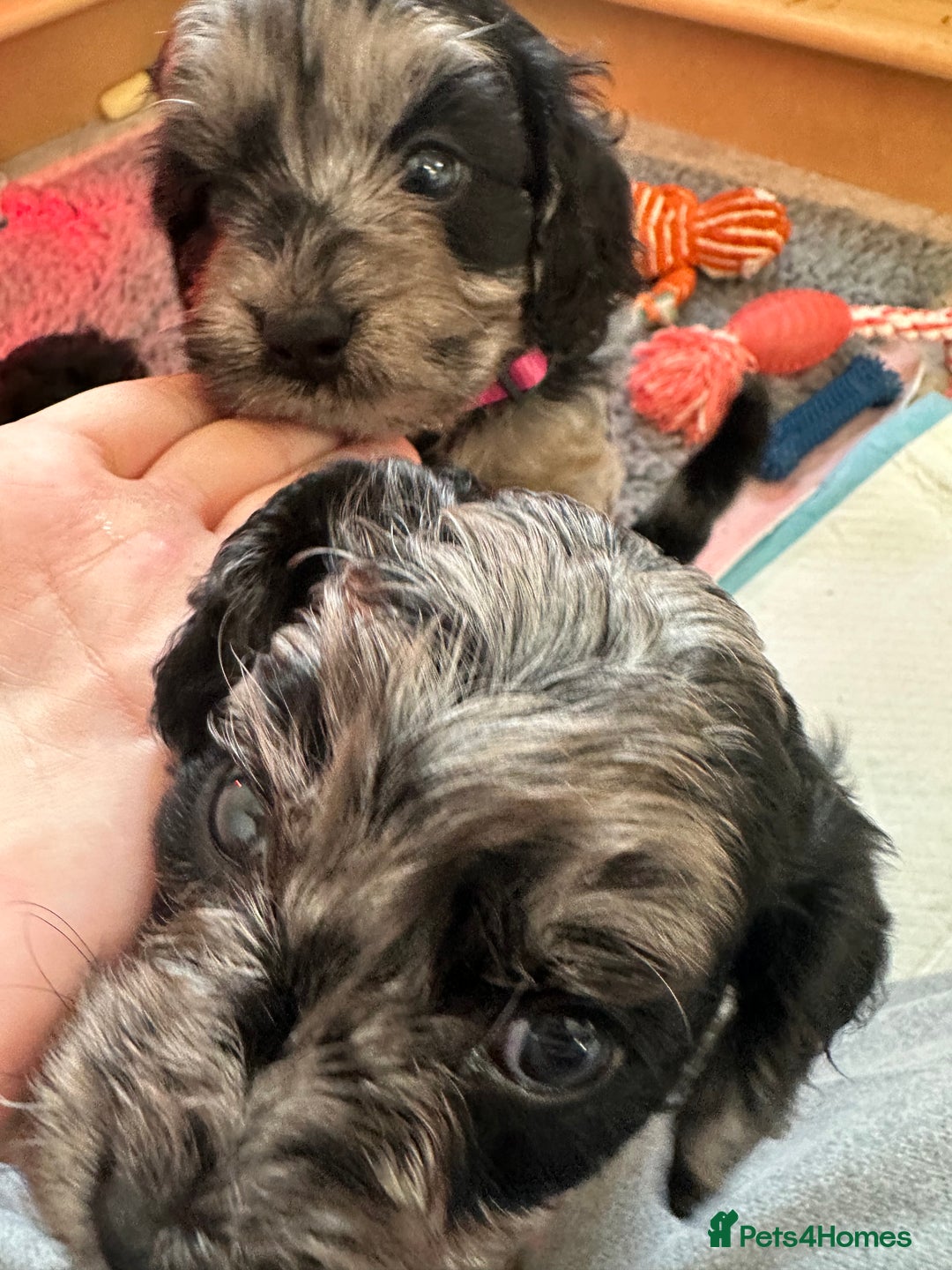 Cavapoo dogs for sale: Gorgeous Rare-Colouring Cavapoo Puppies - Advert 28
