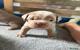 Olde English Bulldogge dogs for sale: Stunning Litter of OldTyme English Bulldogge!!💖💙 - Image 3