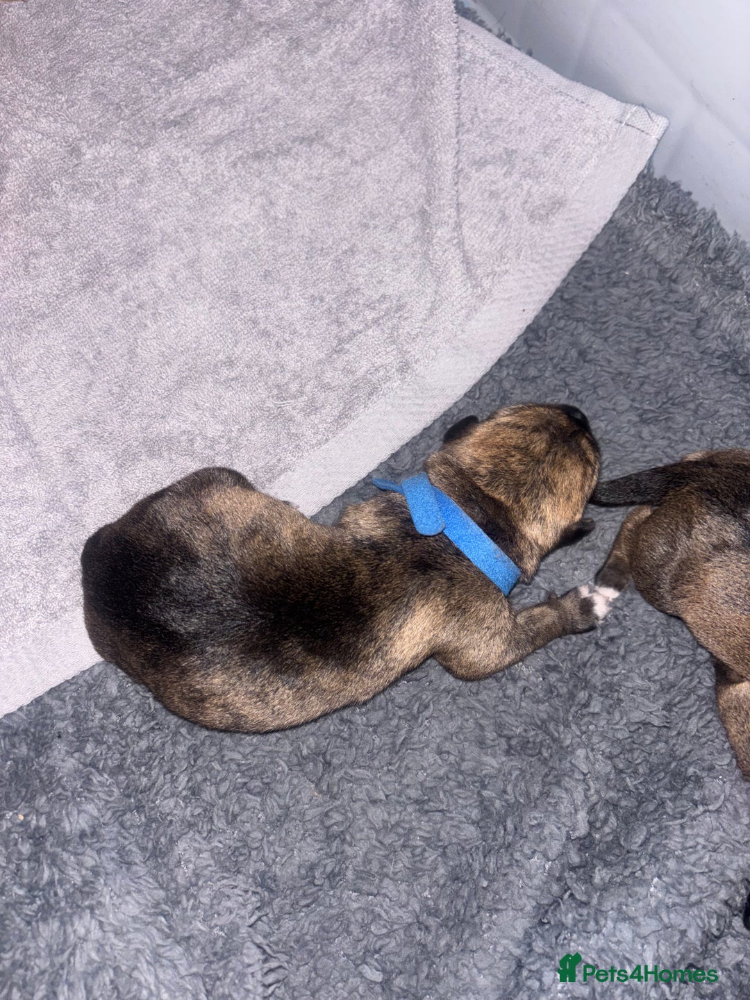 Mixed Breed dogs for sale: Brindle staff X Rottweiler puppy’s  - Advert 7