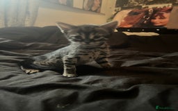 Bengal cats for sale: Half Bengal kittens 1 black majestic  - Advert 11