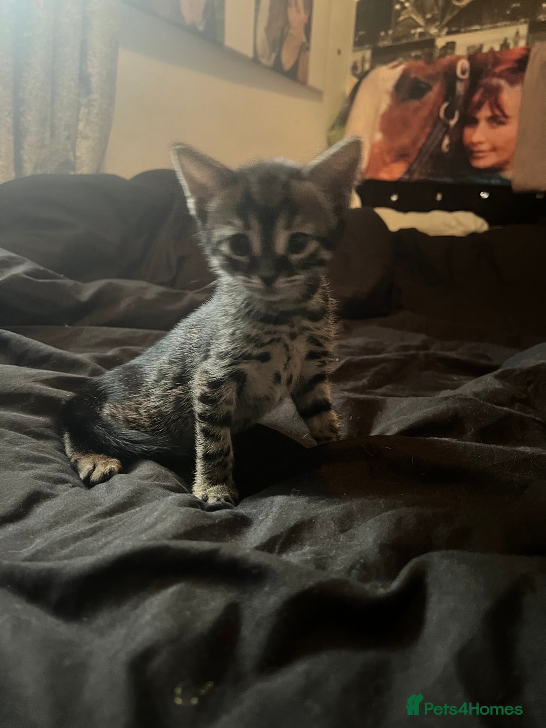 Bengal cats for sale: Half Bengal kittens 1 black majestic  - Advert 11