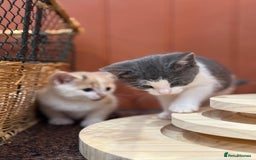 Mixed Breed cats for sale: 🐾 Adorable Kittens For Forever Homes 🐾  - Image 13