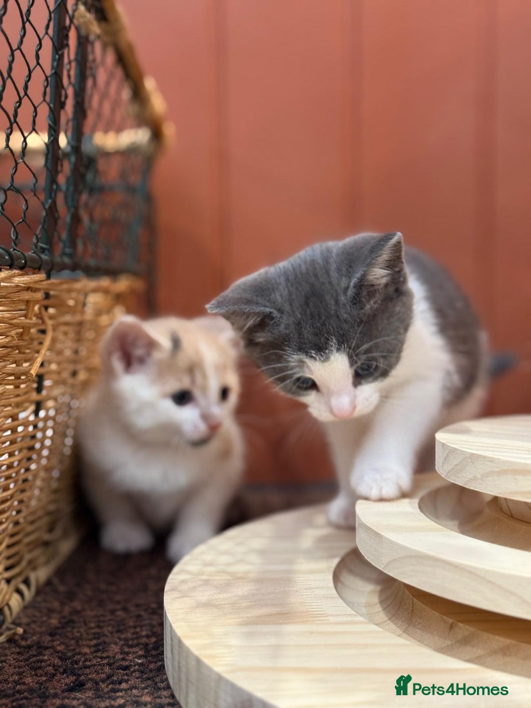 Mixed Breed cats for sale: 🐾 Adorable Kittens For Forever Homes 🐾  - Image 13