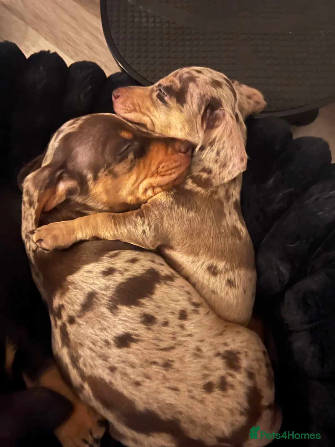 Miniature Dachshund dogs for sale: Silver Dapple & Tan Miniature Dachshund  - Advert 15