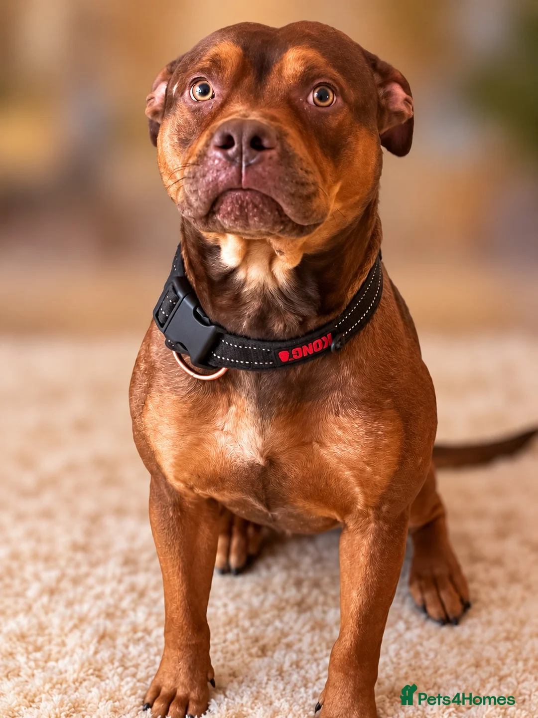 Mixed Breed dogs for sale: Beautiful Rhodesian Ridgeback and Mastiff  - Advert 3