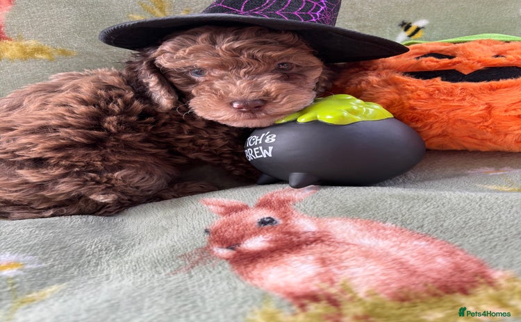 Cockapoo dogs - Advert 1