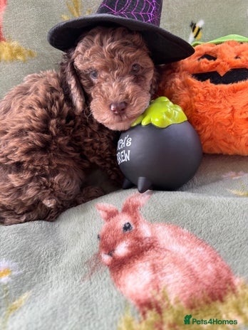 Cockapoo dogs - Advert 1